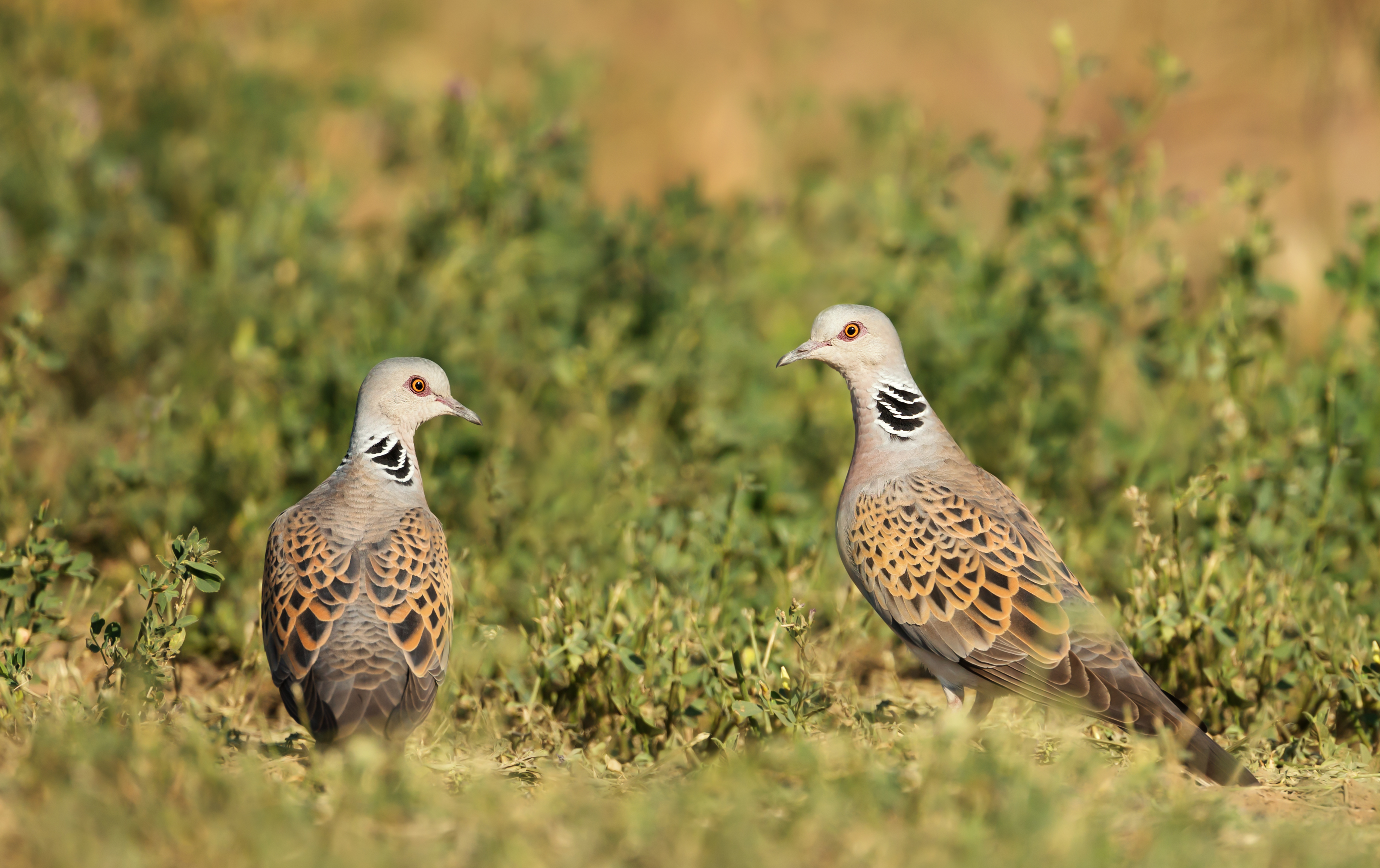 Tórtora europea (Streptopelia turtur)